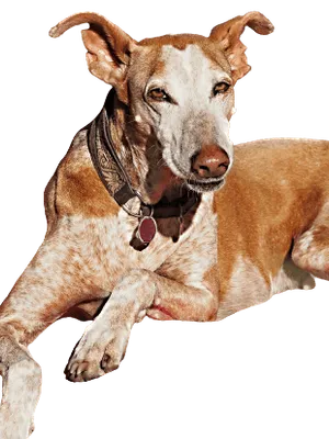 Podenco Canario