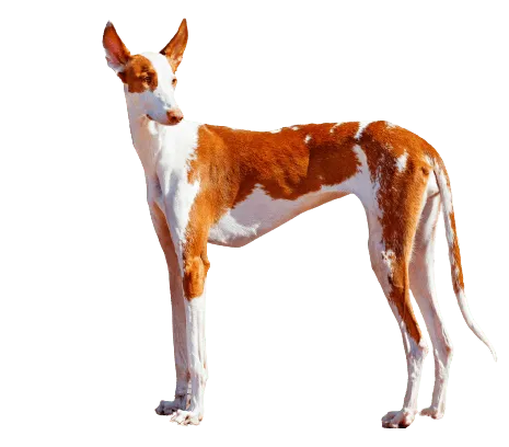 Podenco Ibicenco