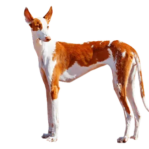 Podenco Ibicenco
