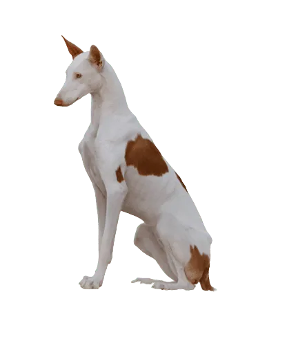 Podenco Ibicenco