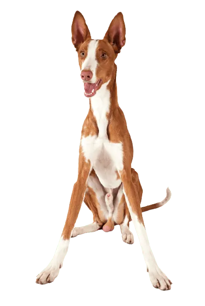 Podenco Ibicenco