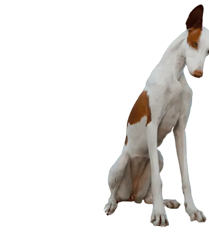 Podenco Ibicenco