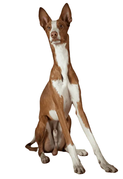 Podenco Ibicenco