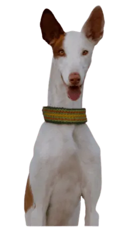 Podenco Ibicenco