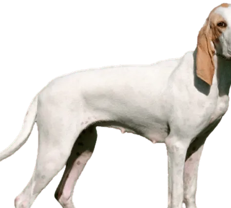Porcelaine