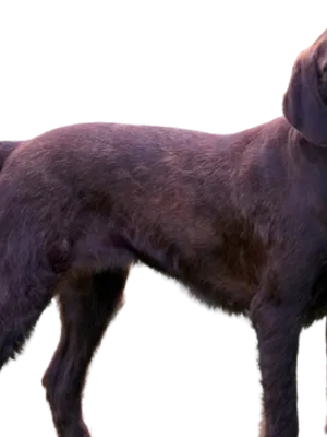 Pudelpointer