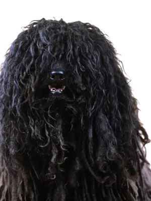 Puli