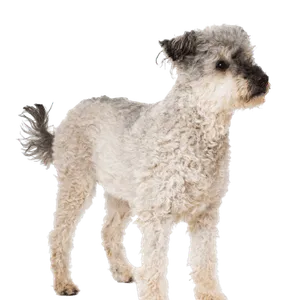 Pumi (6)