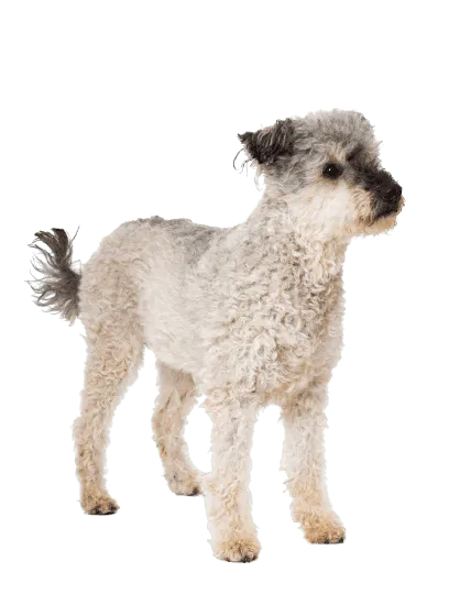 Pumi (6)