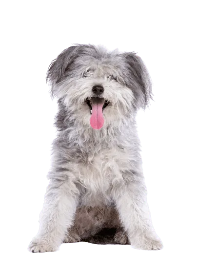 Pumi (5)