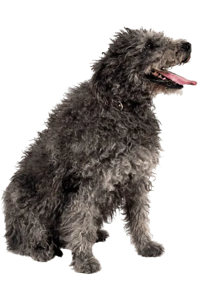 Pumi (3)