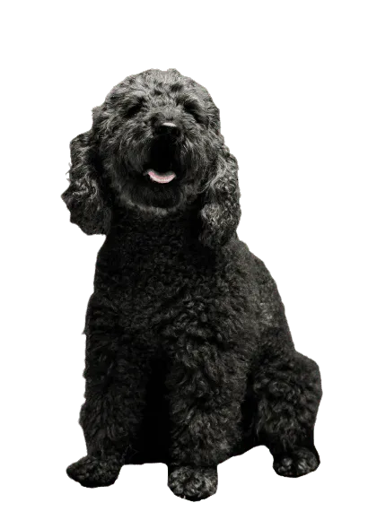 Pumi (2)