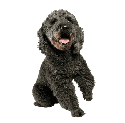 Pumi (4)