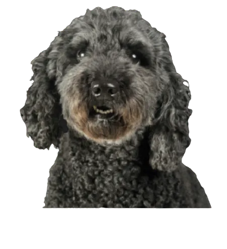 Pumi