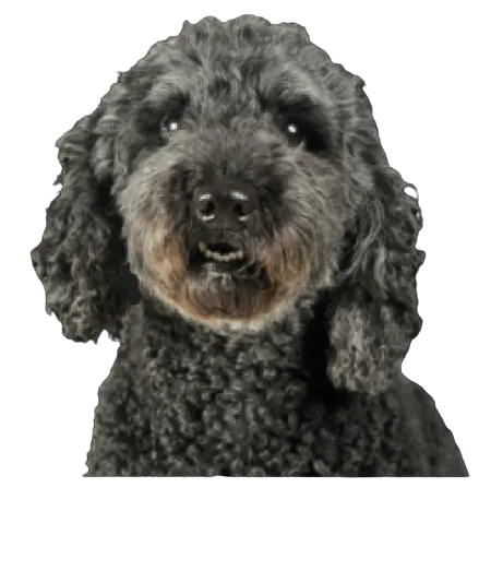 Pumi