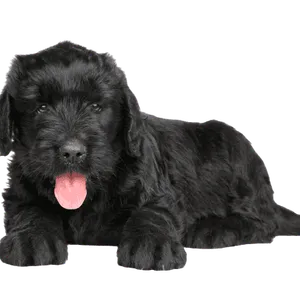 Russischer Schwarzer Terrier (6)