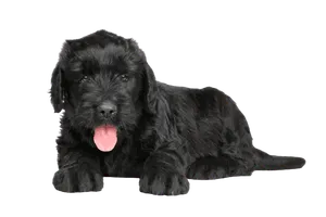 Russischer Schwarzer Terrier (6)