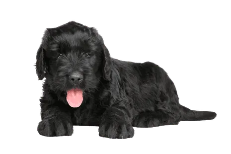 Russischer Schwarzer Terrier (6)