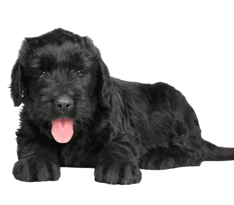 Russischer Schwarzer Terrier (6)