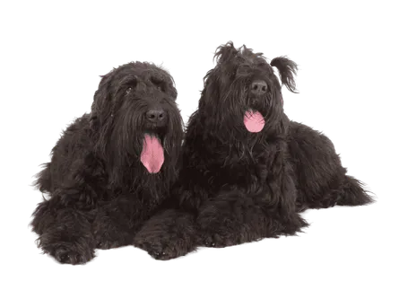 Russischer Schwarzer Terrier (4)