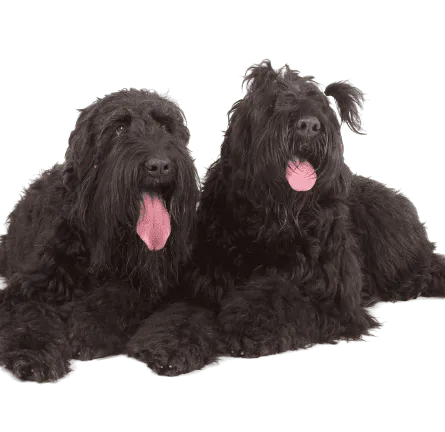 Russischer Schwarzer Terrier (4)