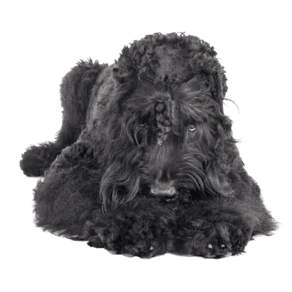 Russischer Schwarzer Terrier (5)