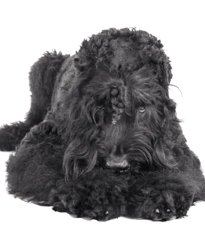 Russischer Schwarzer Terrier (5)