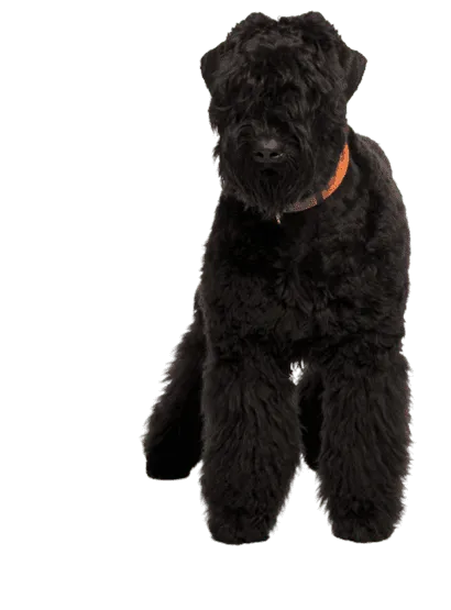 Russischer Schwarzer Terrier