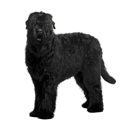 Russischer Schwarzer Terrier (2)