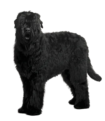 Russischer Schwarzer Terrier (2)