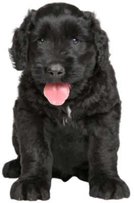 Russischer Schwarzer Terrier