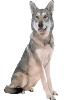 Saarlooswolfhund