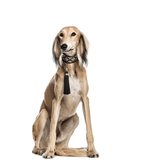 Saluki (6)