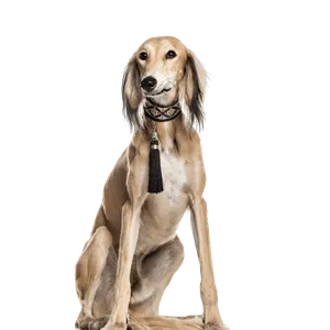 Saluki (6)
