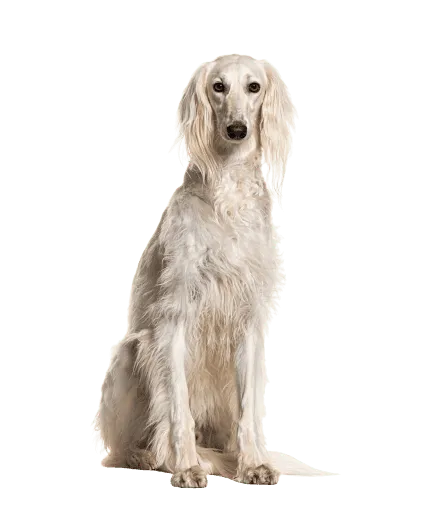 Saluki (5)