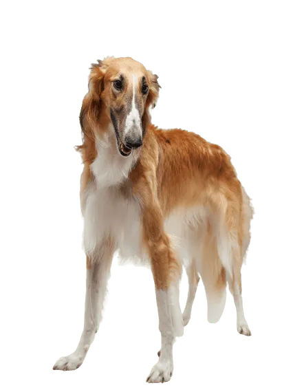 Saluki (2)