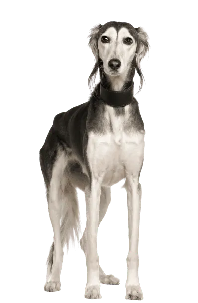 Saluki (3)