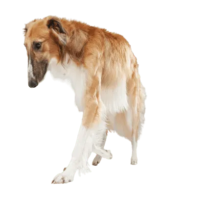 Saluki (4)