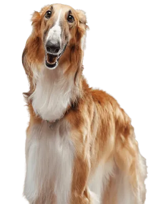 Saluki