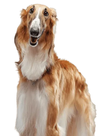 Saluki