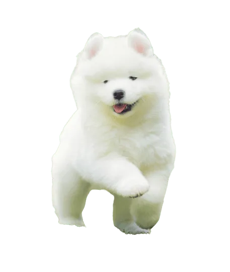 Samojede puppy 1