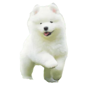 Samojede puppy 1