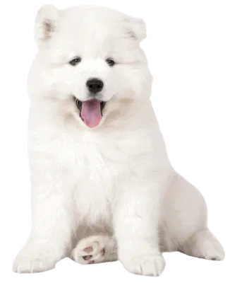 Samojede Puppy