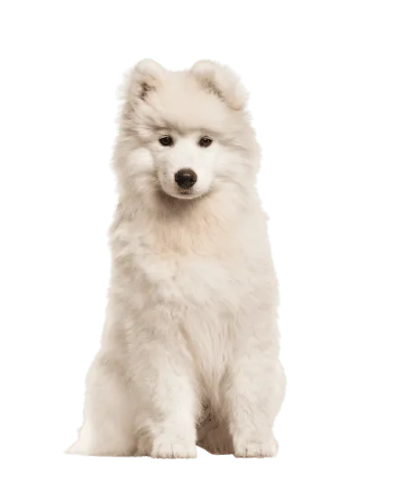 Samojede puppy 2