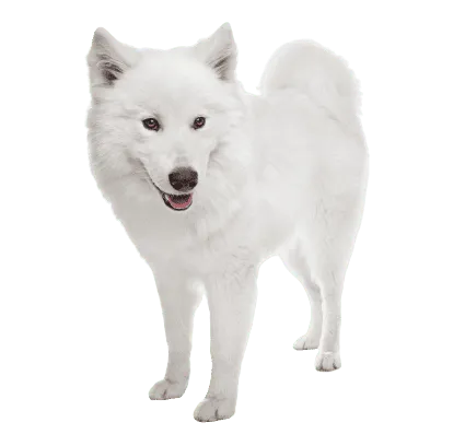 Samojede 3