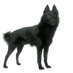 Schipperke
