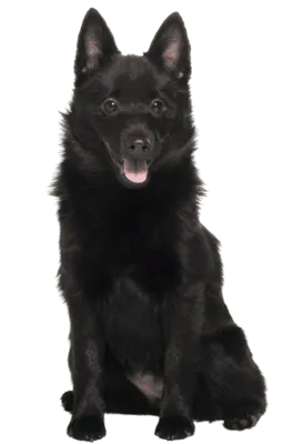 Schipperke (4)