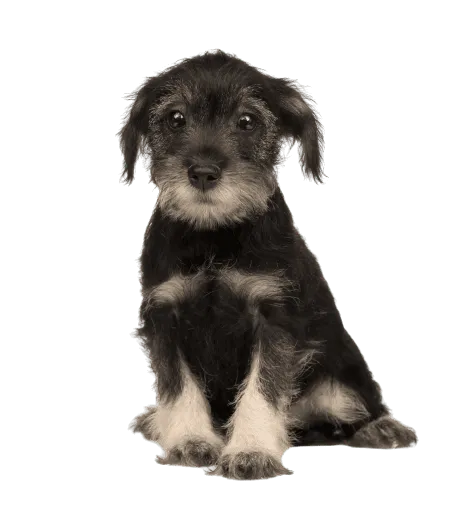 Standard Schnauzer (5)
