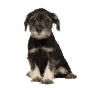 Standard Schnauzer (5)
