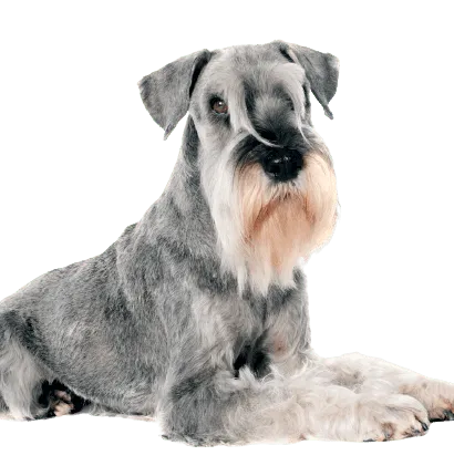 Standard Schnauzer (4)